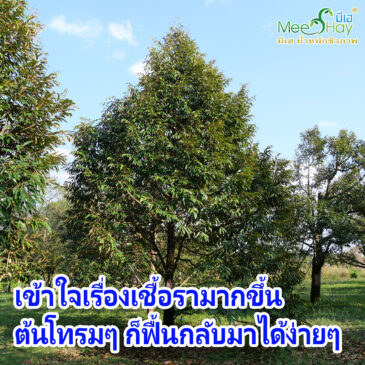 ไว้หญ้าแล้วทำให้ต้นไม้ติดเชื้อรานั้น ไม่เป็นความจริง