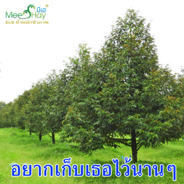 มีหลายคนสงสัยว่า ทำไมเห็นสวนทุเรียนหลายๆ สวน พอต้นโตได้ 4-5 ปี หรือพอเริ่มออกดอกให้ผลปีแรก อยู่ดีๆ ก็แห้งตาย