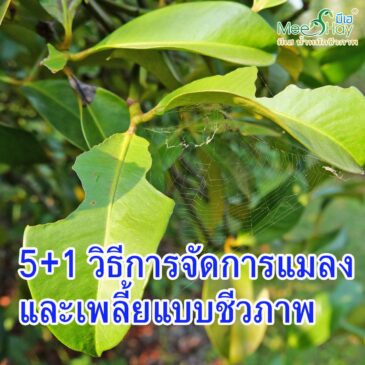 5+1 วิธีการจัดการแมลงและเพลี้ยแบบชีวภาพ