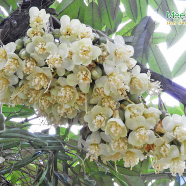 ถึงเวลาของ มีเฮ สูตร 3 สูตรส่งเสริมการออกดอก
