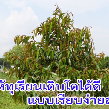 ปลูกให้ทุเรียนเติบโตได้ดี แบบที่ชีวิตไม่ต้องยุ่งยาก เรียบง่ายๆ สบายๆ