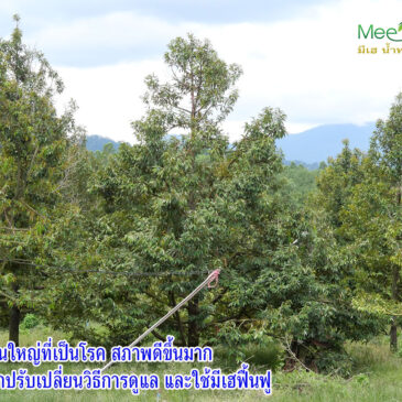 ผลเสียจากการใส่ปุ๋ยมากเกินไป โดยเฉพาะตัวที่มีไนโตรเจนสูง