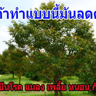 วิชาที่ผมจะให้คุณไว้ใช้ในการลดต้นทุนการดูแลสวนทุเรียน