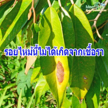ที่เห็นนี่คืออาการของซันเบิร์นครับ
