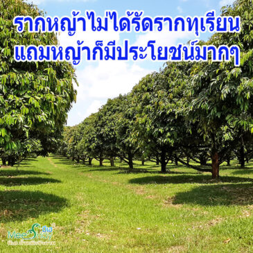รากหญ้ารัดรากต้นทุเรียน หรือผลไม้ในสวน รากหญ้ารัดจนต้นโตช้า ต้นตาย ไม่เป็นความจริง