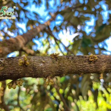 ขั้นตอนการทำดอกตามสไตล์มีเฮ