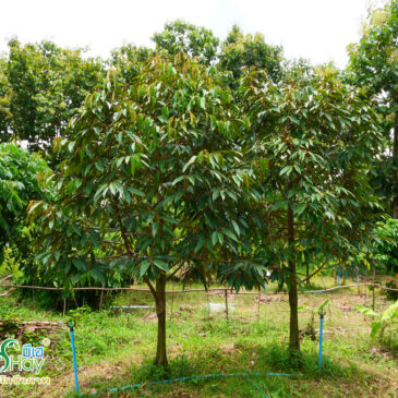 เทคนิคที่ดีที่สุดที่จะปลูกทุเรียนให้เติบโตได้ดีและต้นทุเรียนแข็งแรง